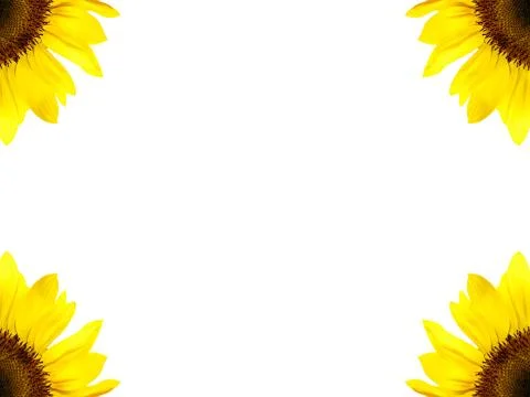 Sun flower Stock Photos