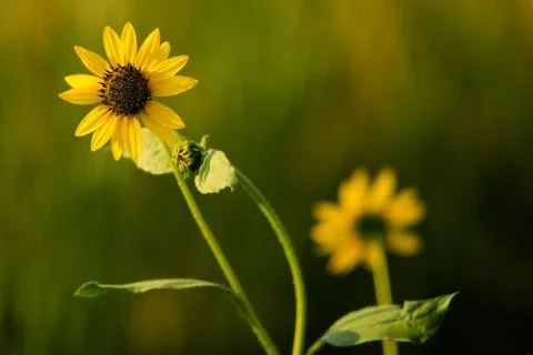 Sun Flower Stock Photos