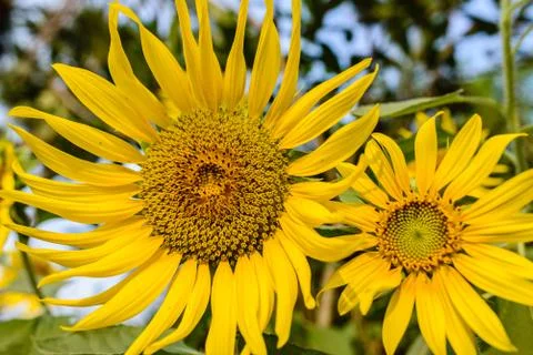 Sun flower Stock Photos