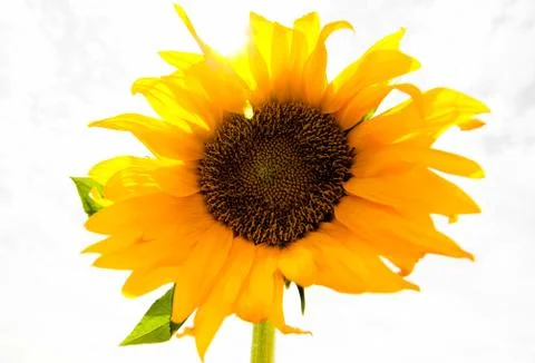 Sun Flower Stock Photos