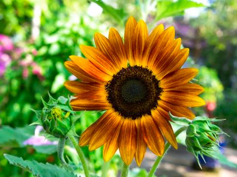 Sun flower. Stock Photos