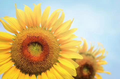 Sun flower Stock Photos