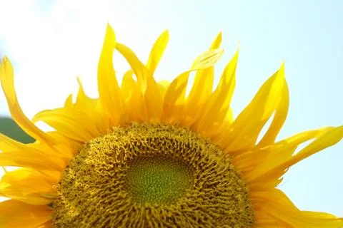 Sun flower Stock Photos