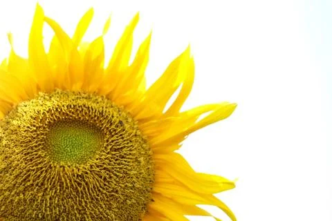 Sun flower Stock Photos