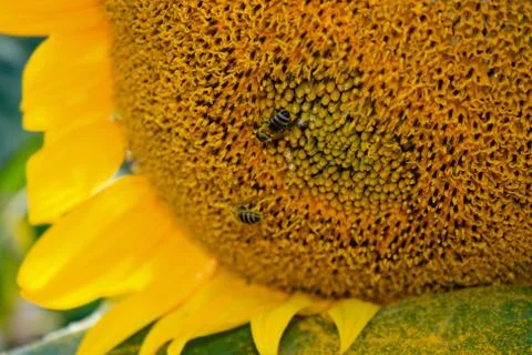 Sun flower Stock Photos