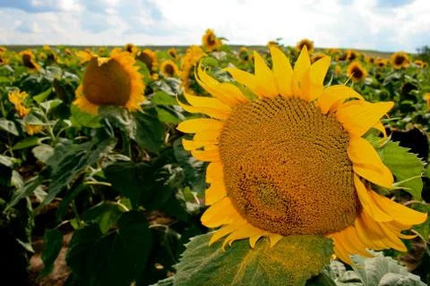 Sun flower Stock Photos
