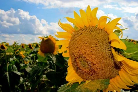 Sun flower Stock Photos