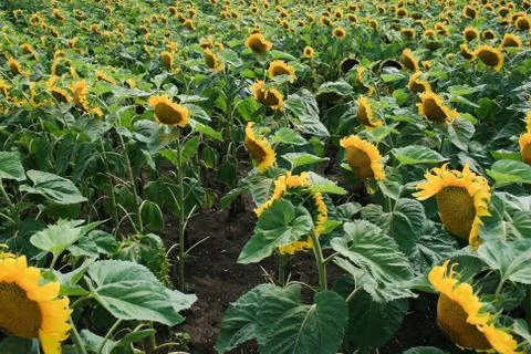 Sun flower Stock Photos