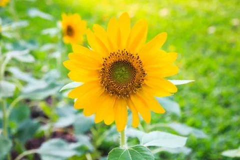 Sun Flower. Stock Photos