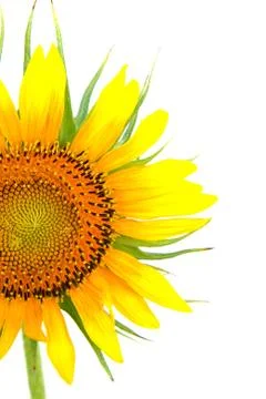 Sun flower Foto stock