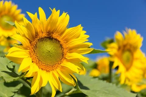 Sun Flower Stock Photos