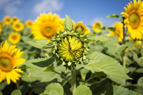 Sun Flower Stock Photos