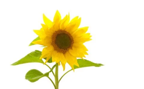 Sun flower Stock Photos