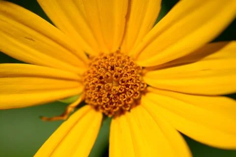 Sun Flower Stock Photos