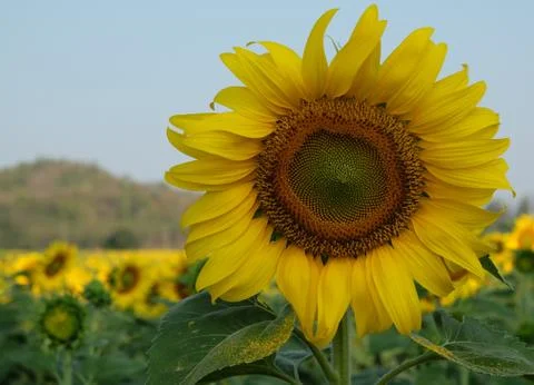 Sun Flower Stock Photos