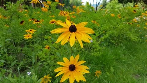 Sun Flower Stock Photos