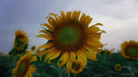 Sun flower Stock Photos