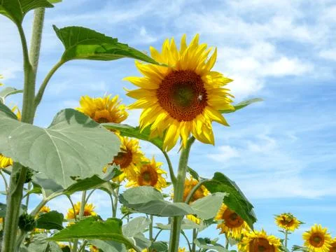 Sun Flower Stock Photos