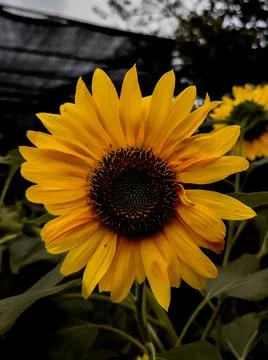 Sun flower Stockfoto's