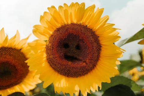 Sun Flower Stock Photos