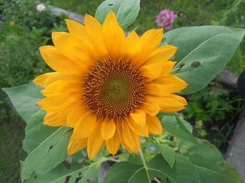 Sun Flower Stock Photos