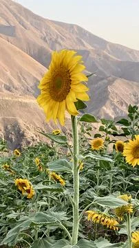 The sun flower Stock Photos