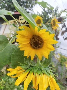 Sun flower Stock Photos