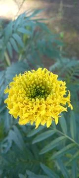 Sun flower Stock Photos