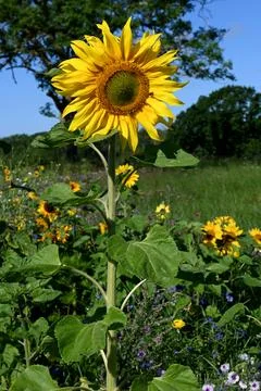 Sun flower Stock-Fotos
