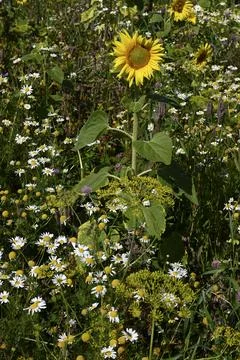 Sun flower Foto stock