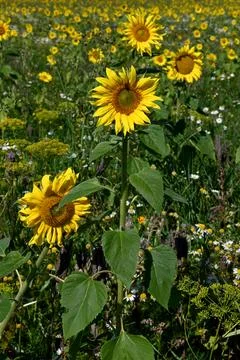 Sun flower Foto stock