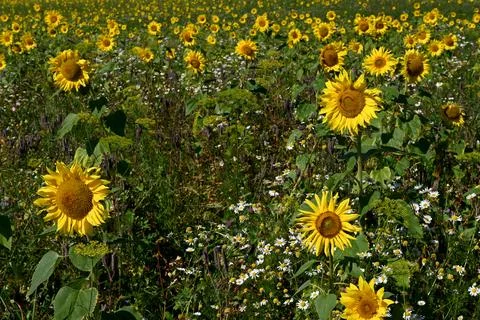Sun flower Foto stock
