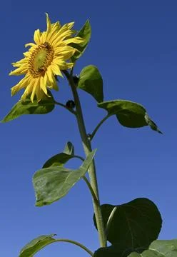 Sun flower Foto stock