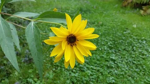 Sun Flower Stock Photos