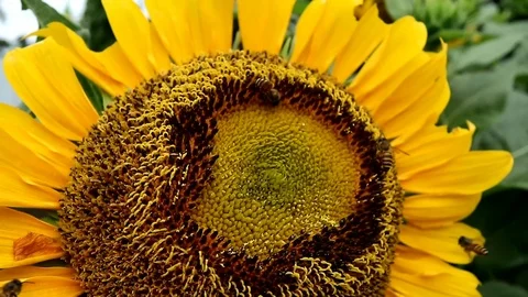 Sun flower pond~1 Stock Footage 124010640