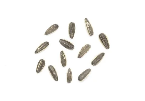 Sun Flower seed isolated Stock Photos