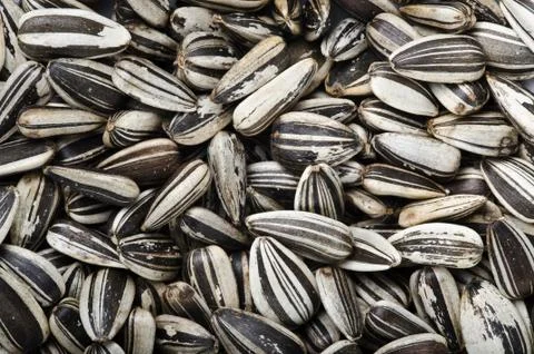 Sun flower seeds Stock Photos