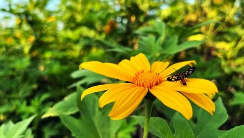 Sun Flower in the shrubs Stock Photos