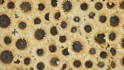 Sun Flower Wall at Wedding Display Blur Vídeo Stock 120249148