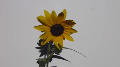 Sun Flower on white background moving 動画素材 41719036