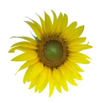 Sun flower on white background 写真素材