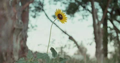 Sun Flower Wide Shot Stock Footage 134546794