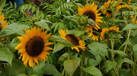 Sun flowers 1 Stock Footage 24810915