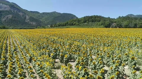 Sun Flowers 1 Stock Footage 165038488