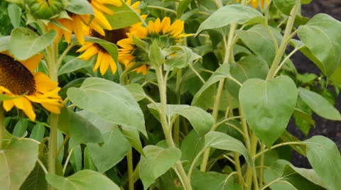 Sun flowers 2 Stock Footage 24791226