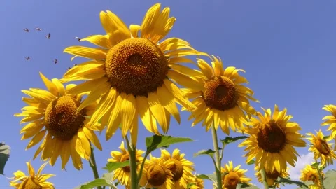 Sun flowers and pelekans Stock Footage 344633451
