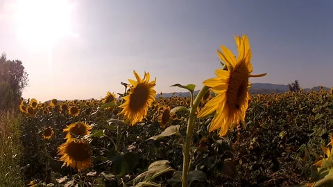 Sun flowers are dancing in the field 動画素材 130571070