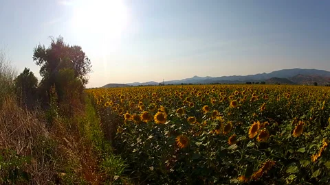 Sun flowers are dancing in the field Vídeos de archivo 130577448
