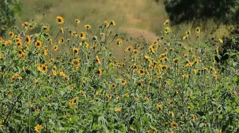 Sun Flowers back 库存影片 11131185