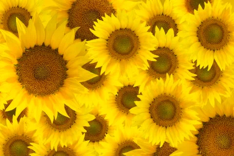 Sun flowers  background. Stock Photos